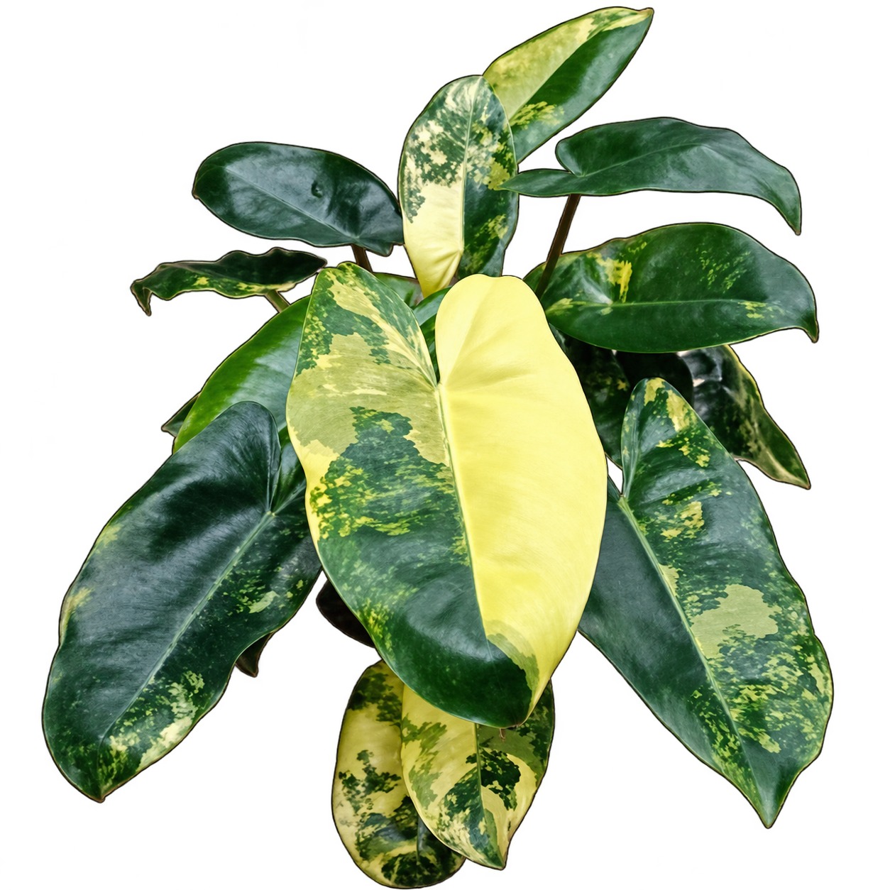 Philodendron 'Burle Marx' Albo Variegata — appearance reference