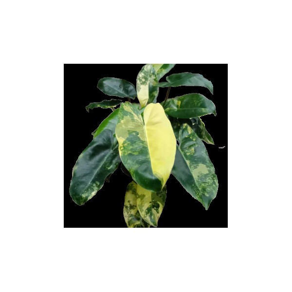 Philodendron 'Burle Marx' Albo Variegata — appearance reference