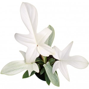 Philodendron ‘Florida Ghost’ — Tissue Culture Plantlets