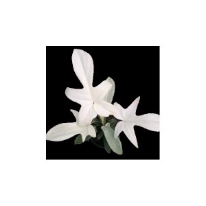 Philodendron ‘Florida Ghost’ — Tissue Culture Plantlets