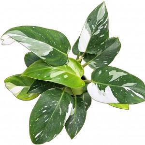 Philodendron ‘White Princess’ — Tissue Culture Plantlets