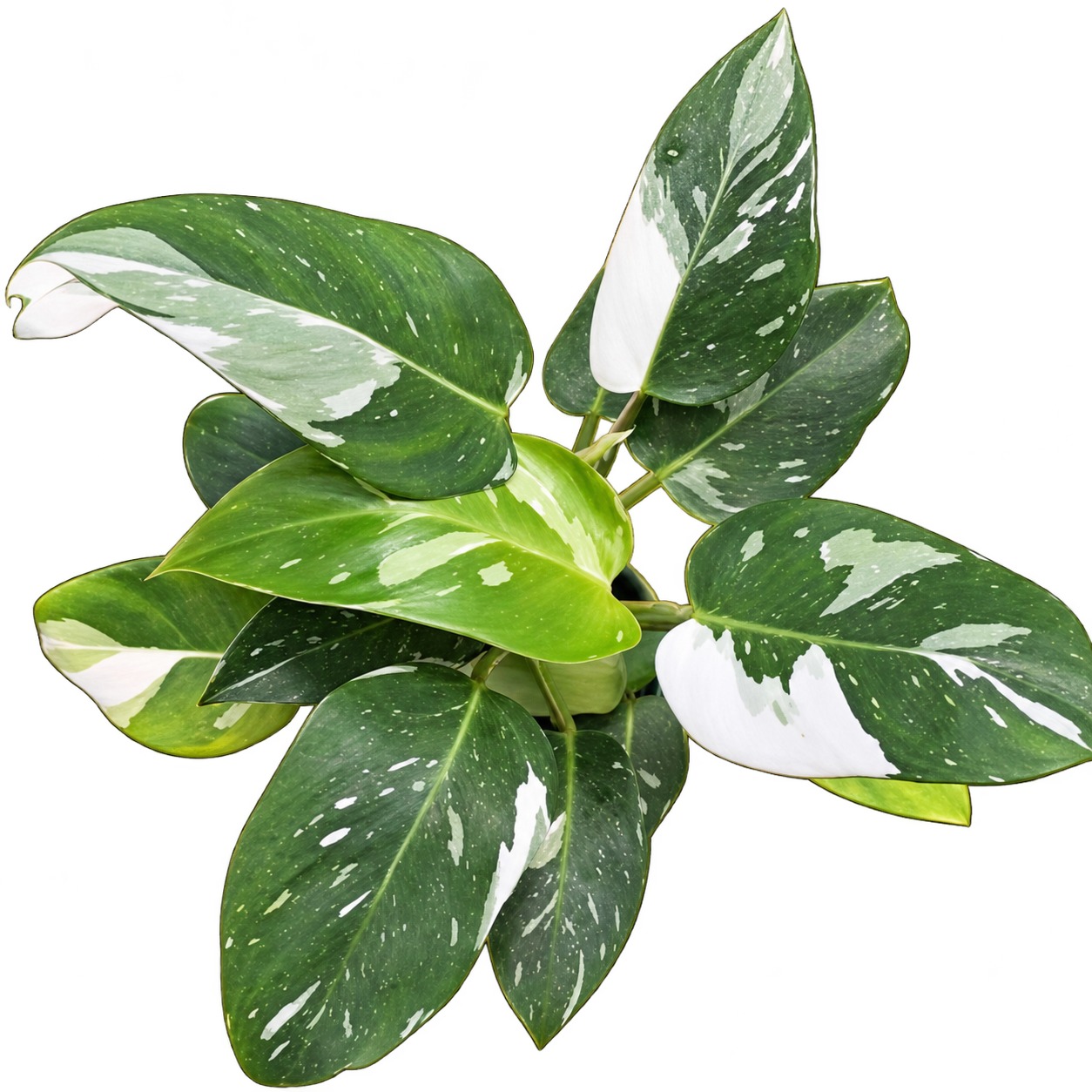 Philodendron 'White Princess' — appearance reference