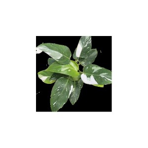 Philodendron ‘White Princess’ — Tissue Culture Plantlets