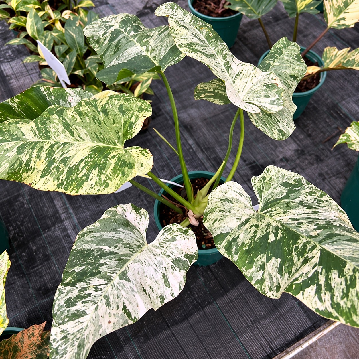 Philodendron Giganteum 'Blizzard ' — appearance reference