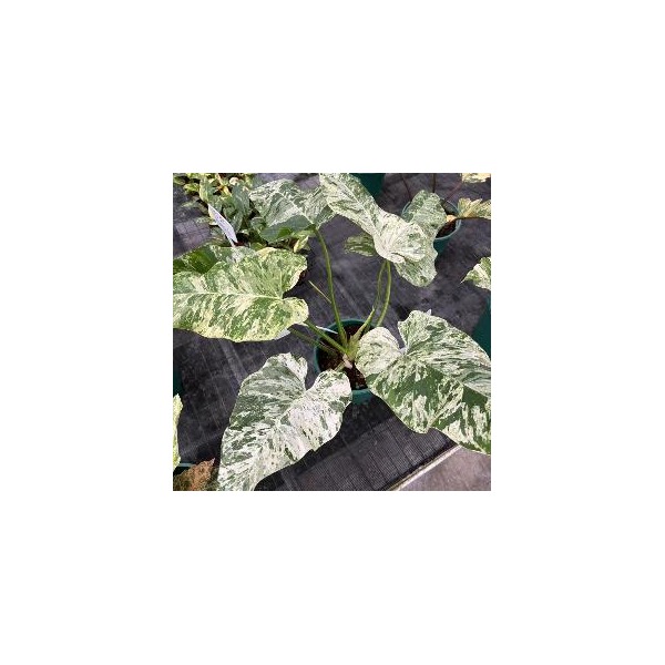 Philodendron Giganteum 'Blizzard ' — appearance reference