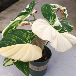 Philodendron Gloriosum Var. — Tissue Culture Plantlets