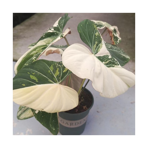 Philodendron Gloriosum Var. — appearance reference