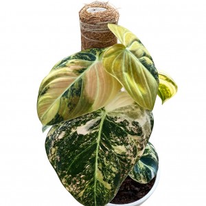 Philodendron Melanochrysum Variegata — Tissue Culture Plantlets