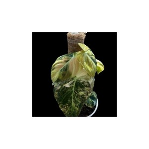 Philodendron Melanochrysum Variegata — Tissue Culture Plantlets