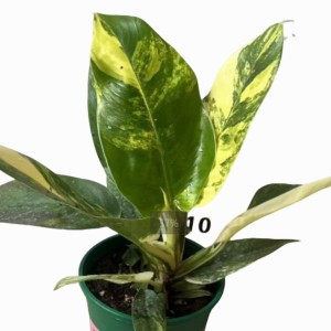 Philodendron ‘Imperial Green’ Variegated — Tissue Culture Plantlets