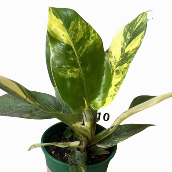 Philodendron 'Imperial Green' Variegated — appearance reference
