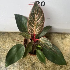 Philodendron Pink Birkin — Tissue Culture Plantlets