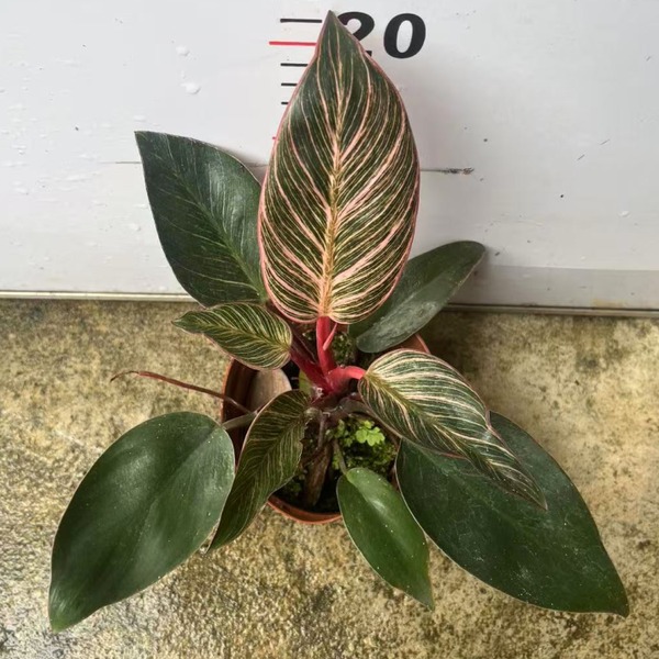 Philodendron Pink Birkin — appearance reference