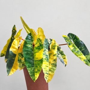 Philodendron Billitiae Variegated — Tissue Culture Plantlets