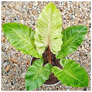 Philodendron Snowdrift — Tissue Culture Plantlets