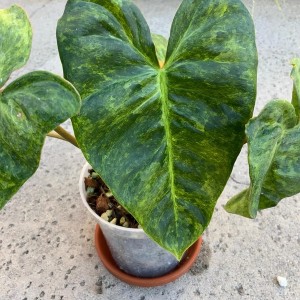 Philodendron Ei Choco Red Mint Variegated — Tissue Culture Plantlets