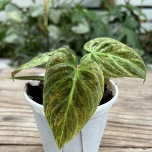 Philodendron Ei Choco Red Variegated — Tissue Culture Plantlets