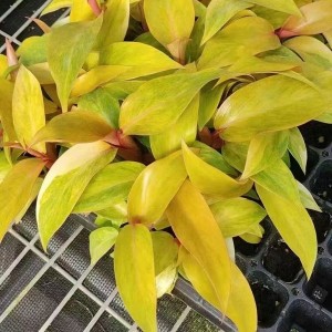 Philodendron Quad Color — Tissue Culture Plantlets