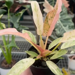 Philodendron Strawberry Caramel Variegated — Tissue Culture Plantlets