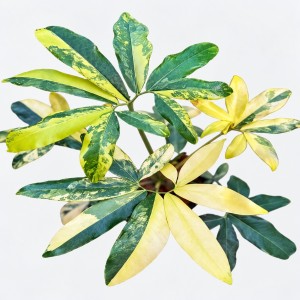 Philodendron Goeldii Spp Variegated — Tissue Culture Plantlets