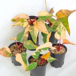 Philodendron Strawberry Shake Variegata — Tissue Culture Plantlets