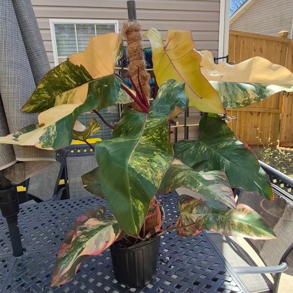 Philodendron Strawberry Shake — appearance reference