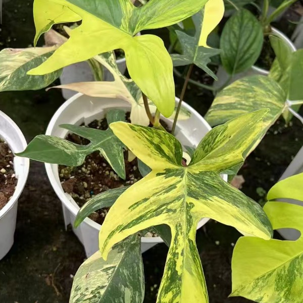 Philodendron Florida Beauty Variegata — appearance reference