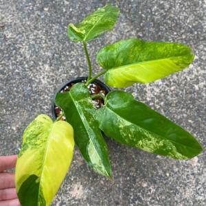 Philodendron Domesticum Variegated — Tissue Culture Plantlets