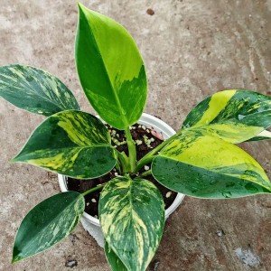 Philodenron Green Princess Avariegata — Tissue Culture Plantlets