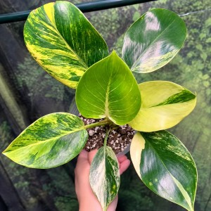 Philodendron Birkin Avariegata — Tissue Culture Plantlets