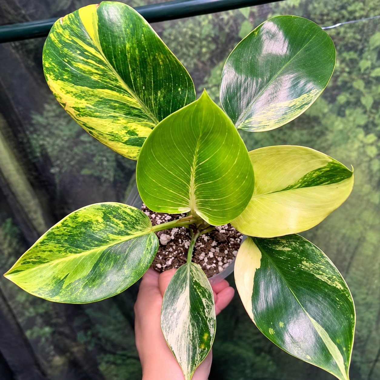 Philodendron Birkin Avariegata — appearance reference