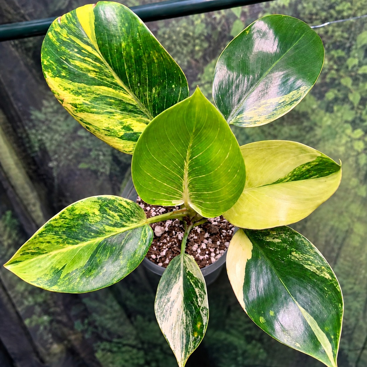 Philodendron Birkin Avariegata yellow-green and cream foliage reference