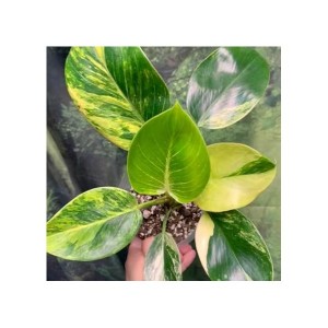 Philodendron Birkin Avariegata — Tissue Culture Plantlets