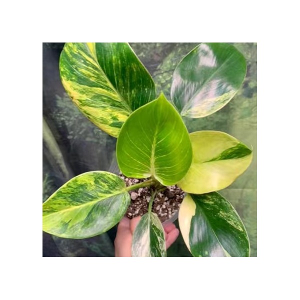 Philodendron Birkin Avariegata — appearance reference