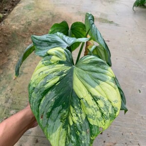 Philodendron Mamei Variegated — Tissue Culture Plantlets