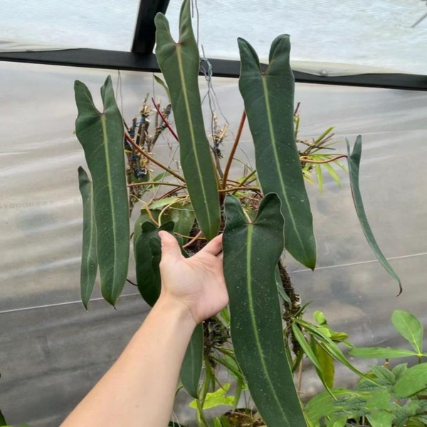 Philodendron Spiritus Sancti — appearance reference