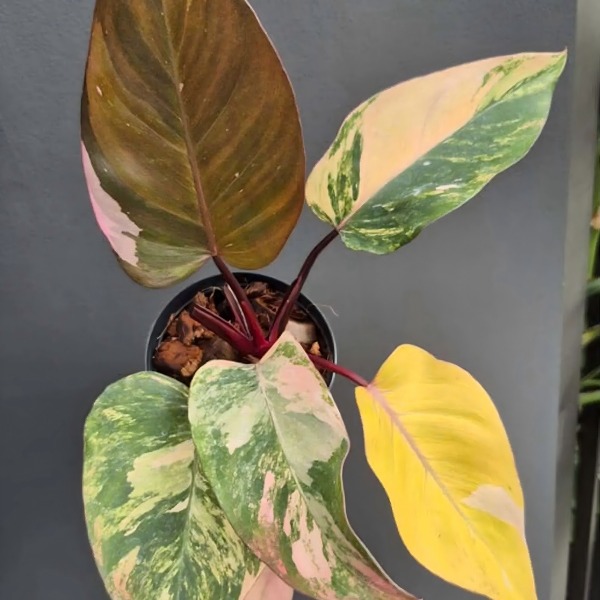Philodendron Pink Princess Tricolor Variegated — appearance reference