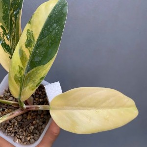 Philodendron Imperial Red Variegated — Tissue Culture Plantlets