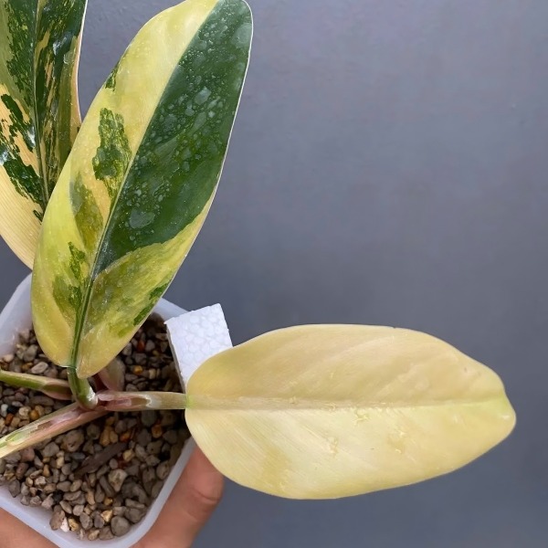 Philodendron Imperial Red Variegated — appearance reference