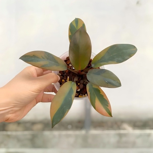 Philodendron 'Black Cardinal' Variegated — appearance reference