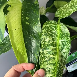 Philodendron Jose Buono — Tissue Culture Plantlets