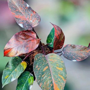 Philodendron Orange Princess — Tissue Culture Plantlets