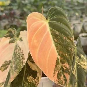 Philodendron Melanochrysum Aurea Variegated — Tissue Culture Plantlets