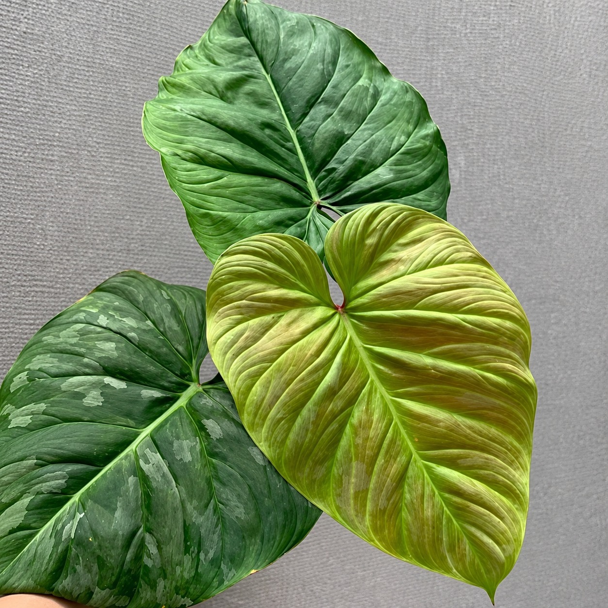 Philodendron Majestic — appearance reference