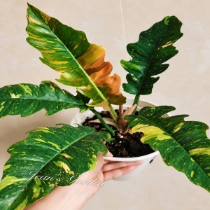 Philodendron Ring Or Fire Var — Tissue Culture Plantlets