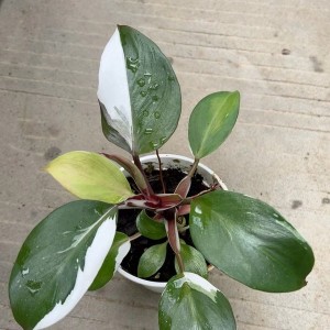 Philodendron White Knight Var — Tissue Culture Plantlets