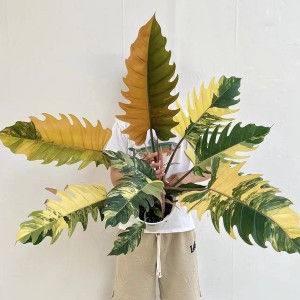 Philodendron Caramel Marble Variegated — Tissue Culture Plantlets