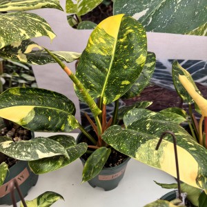 Philodendron Congo Mint Var. — Tissue Culture Plantlets