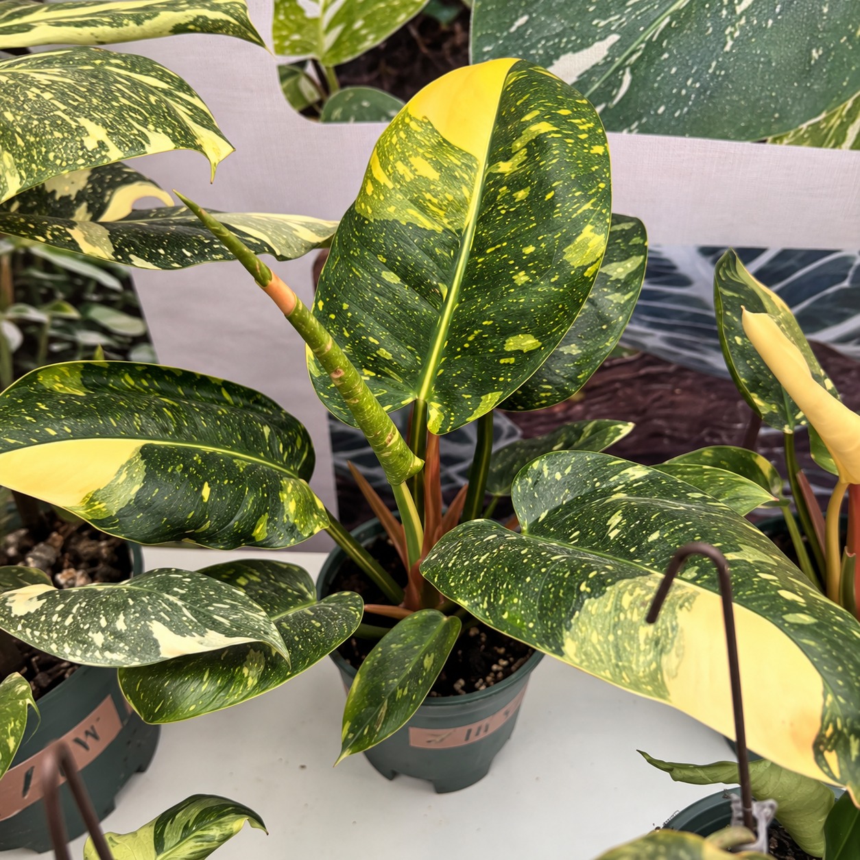 Philodendron Congo Mint Var. — appearance reference