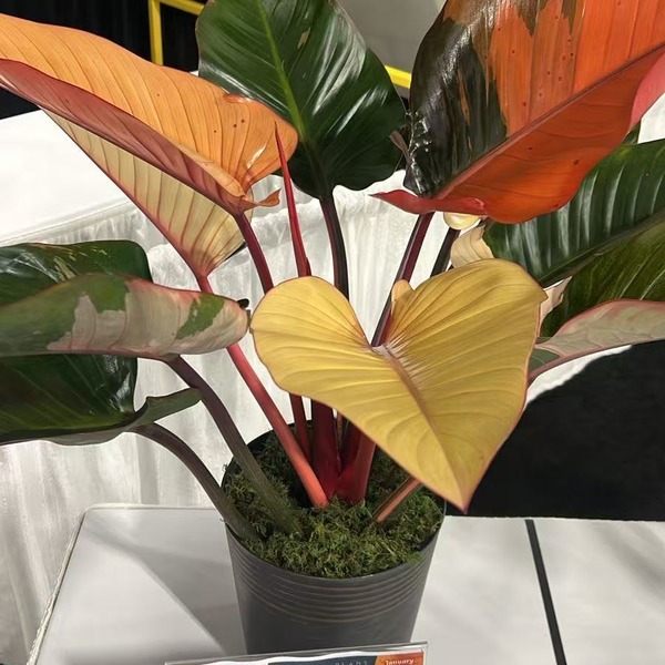 Philodendron Red Congo Var. — appearance reference